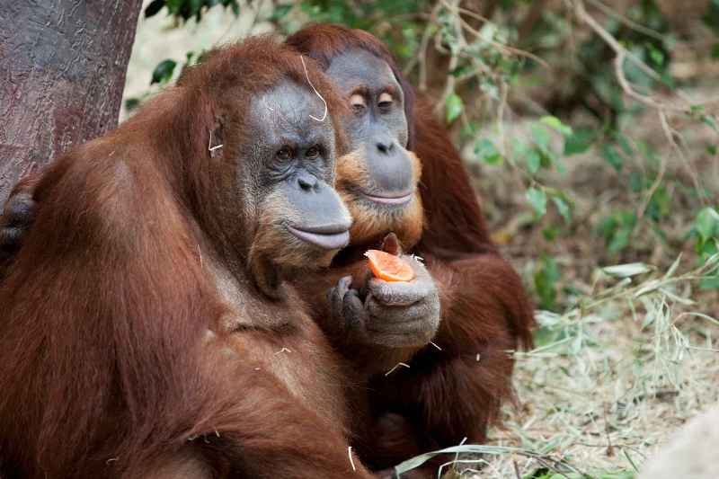 Padang a Upita tvoří nerozlučnou dvojici. Přijďte se seznámit i s dalšími páry v Zoo Praha. © Tomáš Adamec